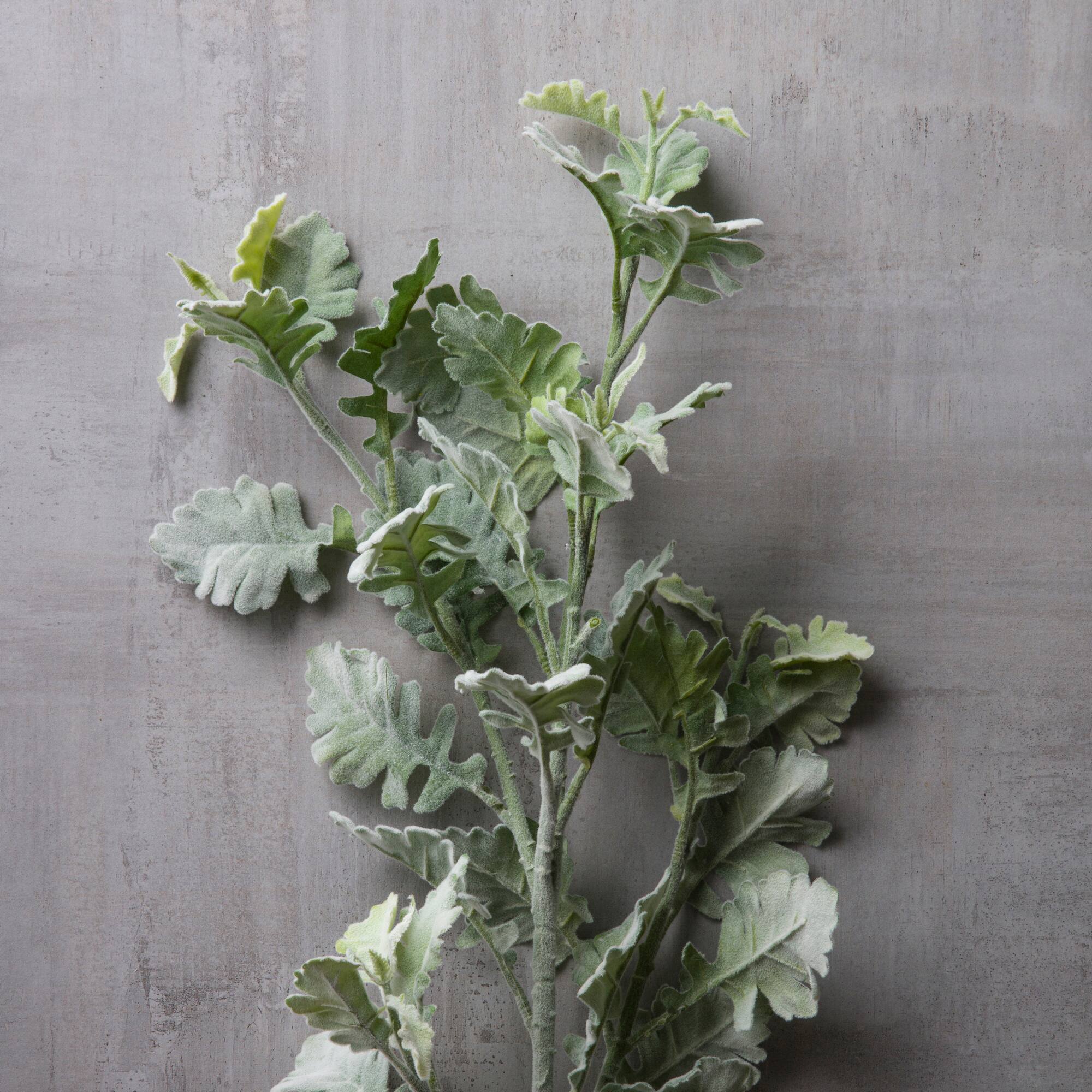 Frosted Dusty Miller Spray Stem by Ashland®